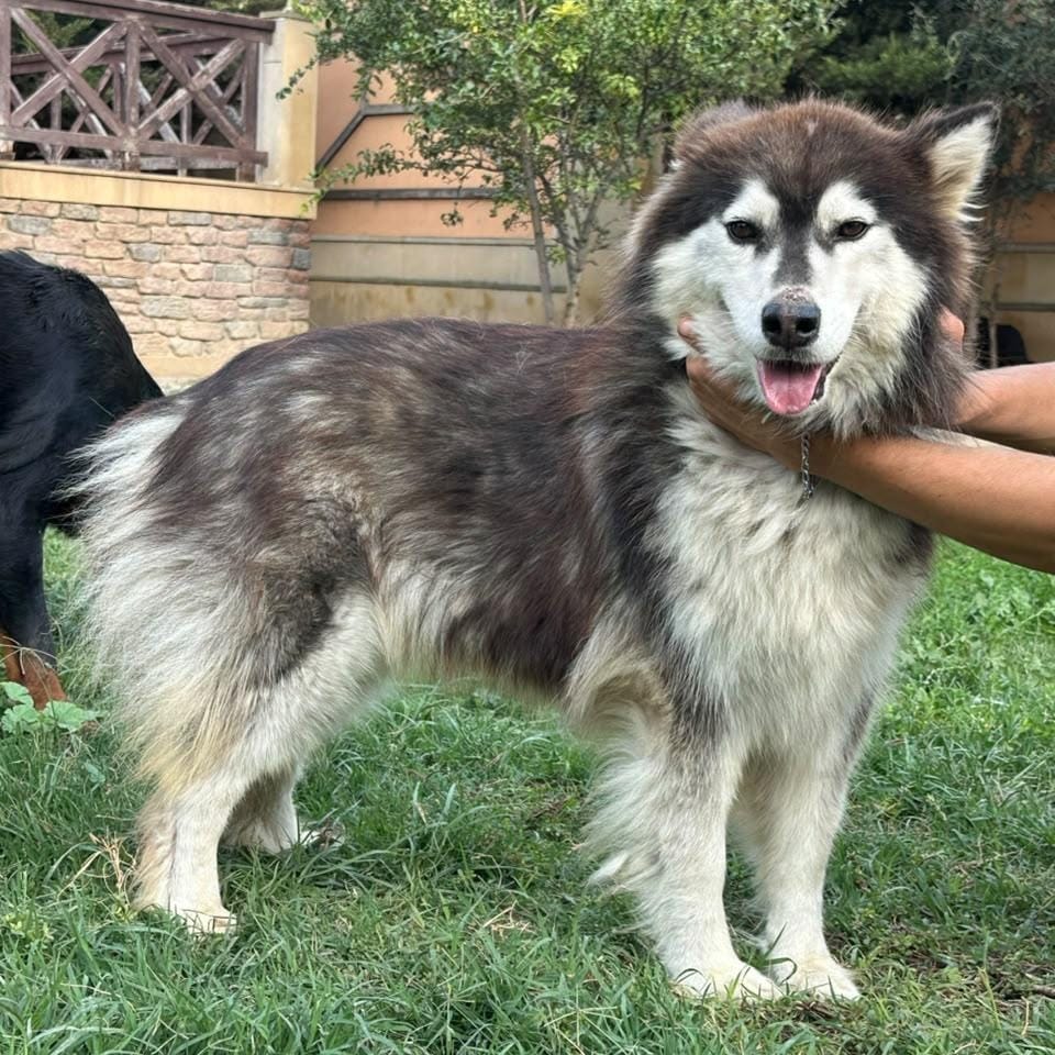 Kate – Husky, available for adoption through GWARP