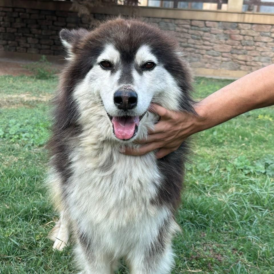 Kate – Husky, available for adoption through GWARP
