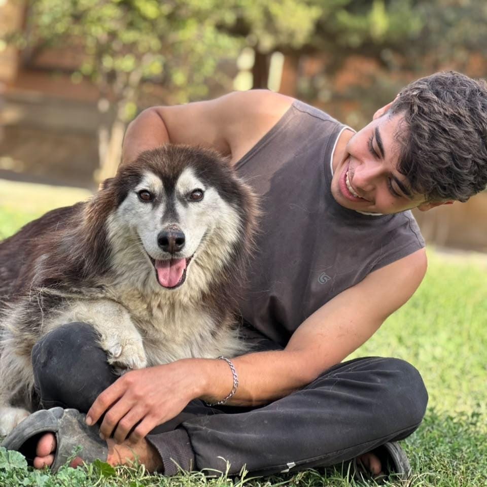 Kate – Husky, available for adoption through GWARP