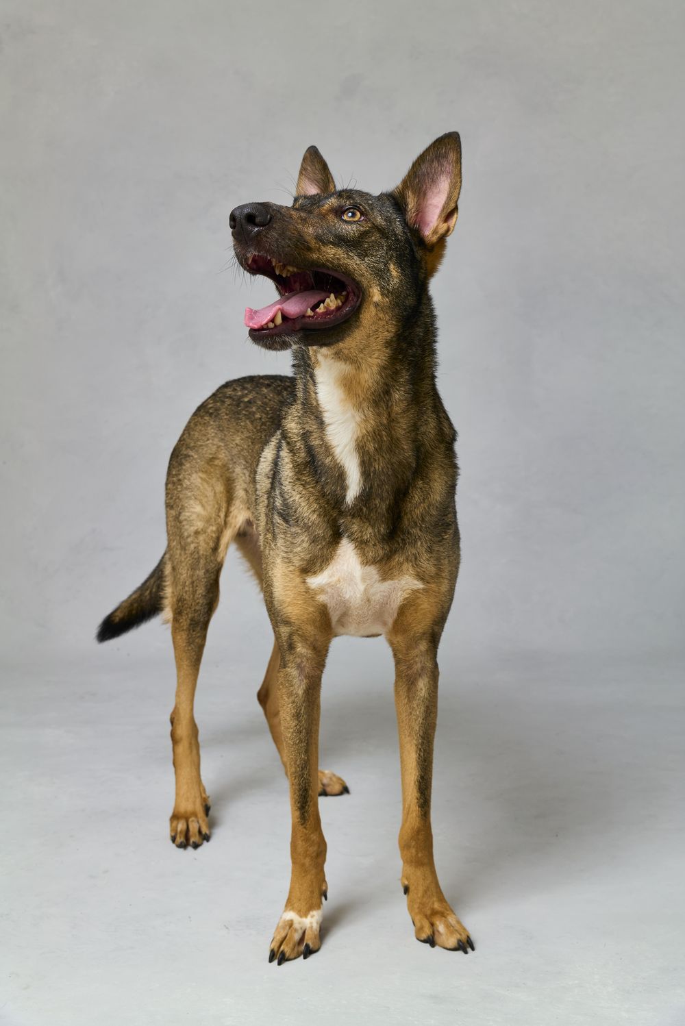 Kobe – Belgian Shepherd / Malinois & German Shepherd Dog Mix, available for adoption through GWARP
