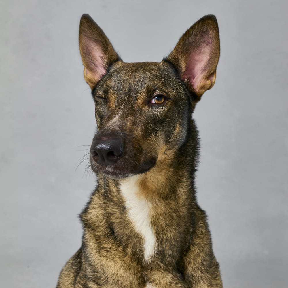 Kobe – Belgian Shepherd / Malinois & German Shepherd Dog Mix, available for adoption through GWARP