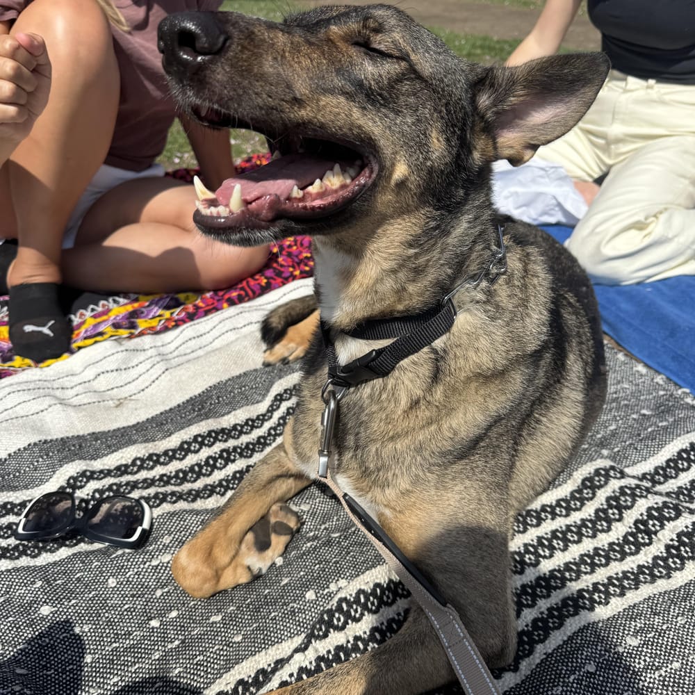 Kobe – Belgian Shepherd / Malinois & German Shepherd Dog Mix, available for adoption through GWARP