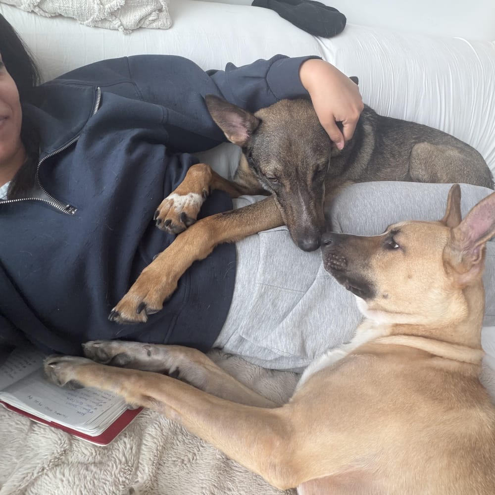 Kobe – Belgian Shepherd / Malinois & German Shepherd Dog Mix, available for adoption through GWARP