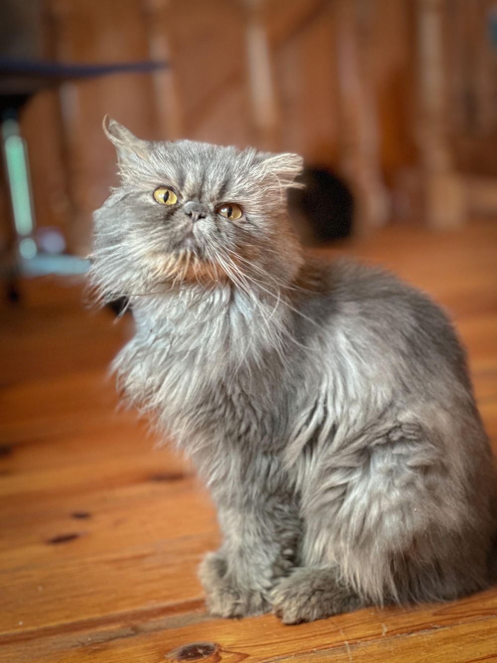 Kuzya – Persian, available for adoption through GWARP