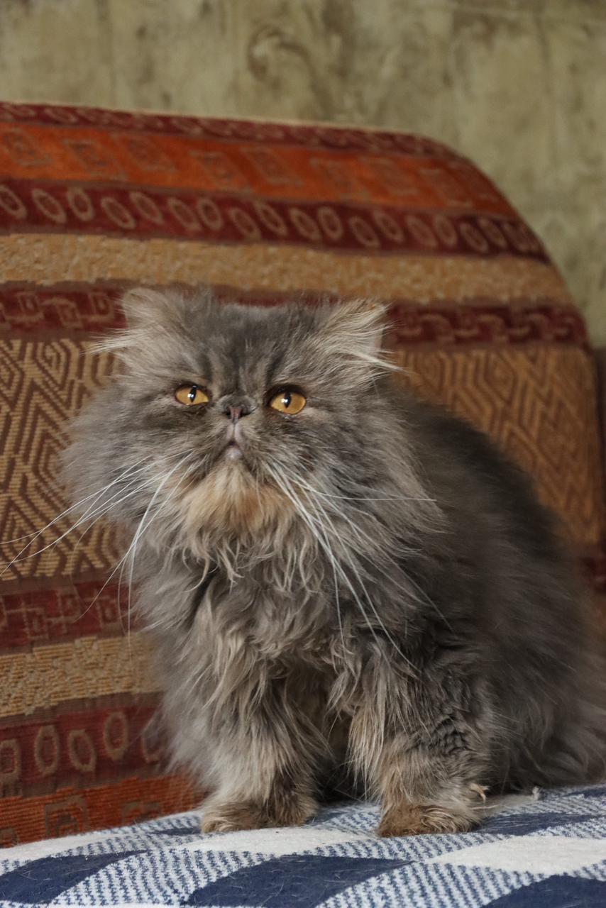 Kuzya – Persian, available for adoption through GWARP