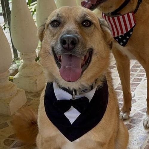 Kyle – Canaan Dog, available for adoption through GWARP