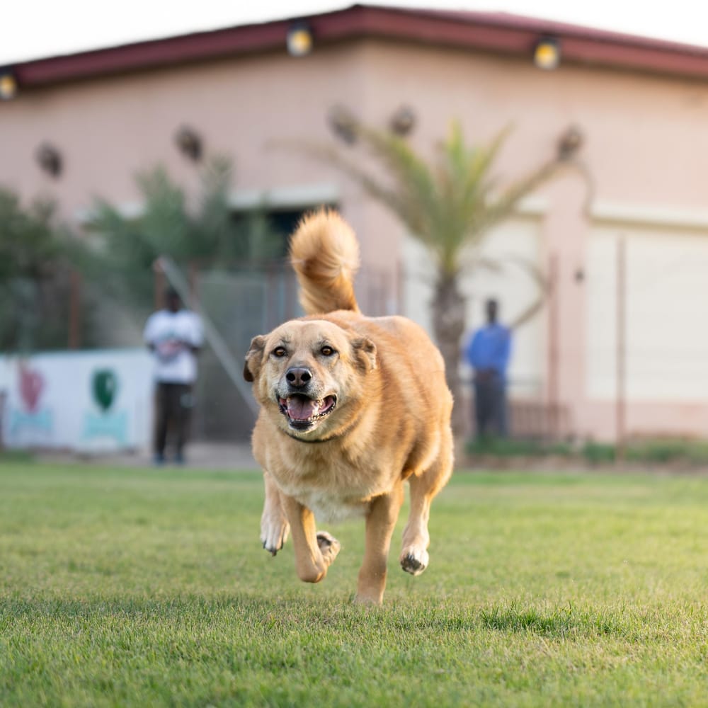 Kyle – Canaan Dog, available for adoption through GWARP