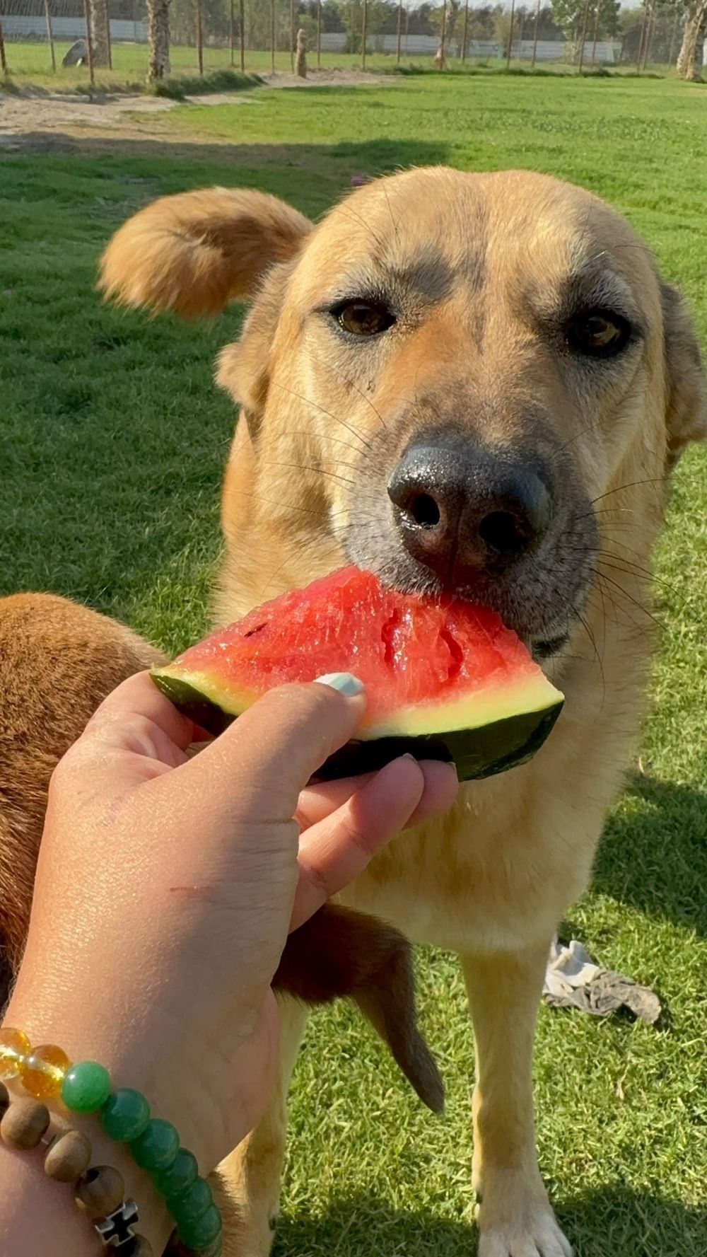 Kyle – Canaan Dog, available for adoption through GWARP