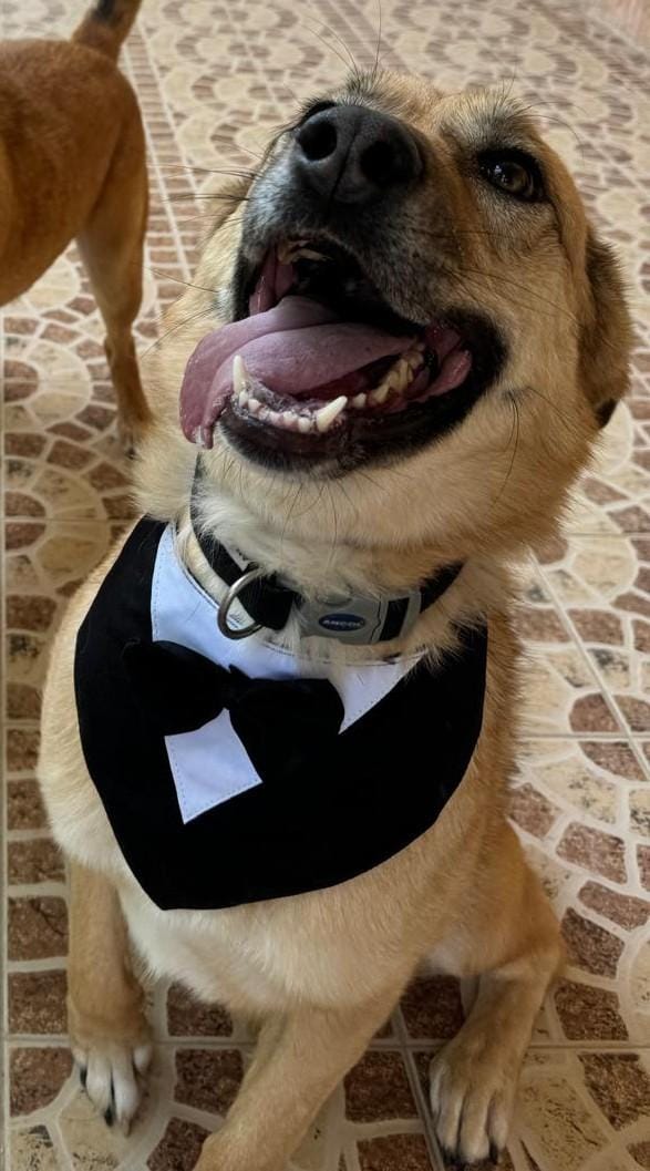 Kyle – Canaan Dog, available for adoption through GWARP