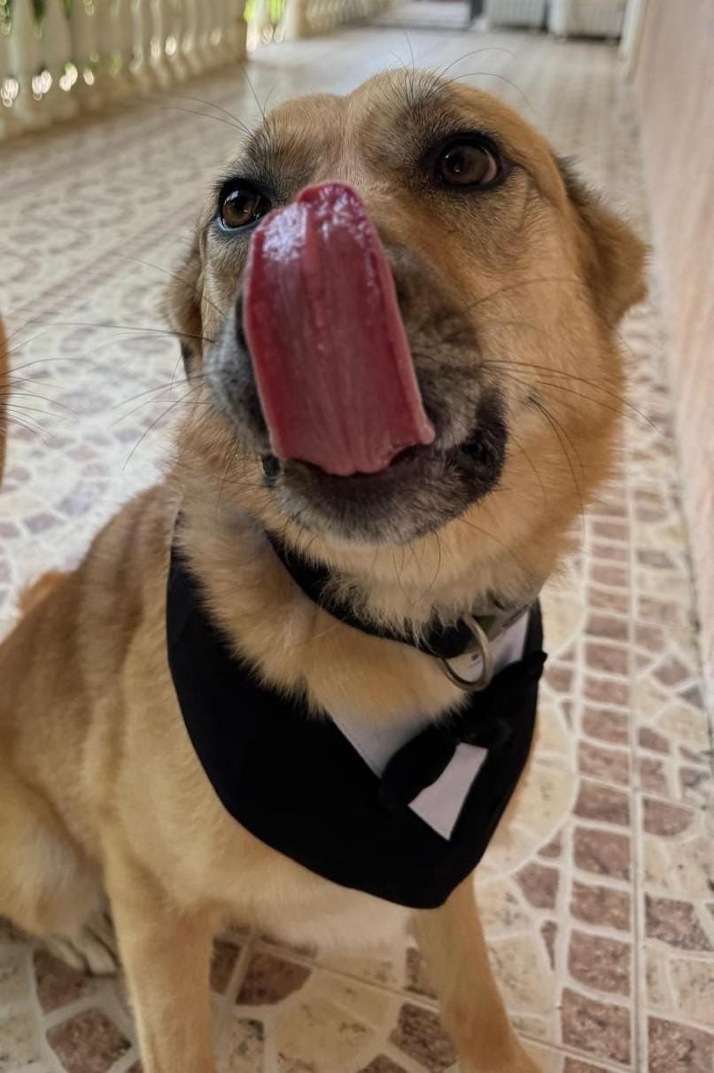 Kyle – Canaan Dog, available for adoption through GWARP