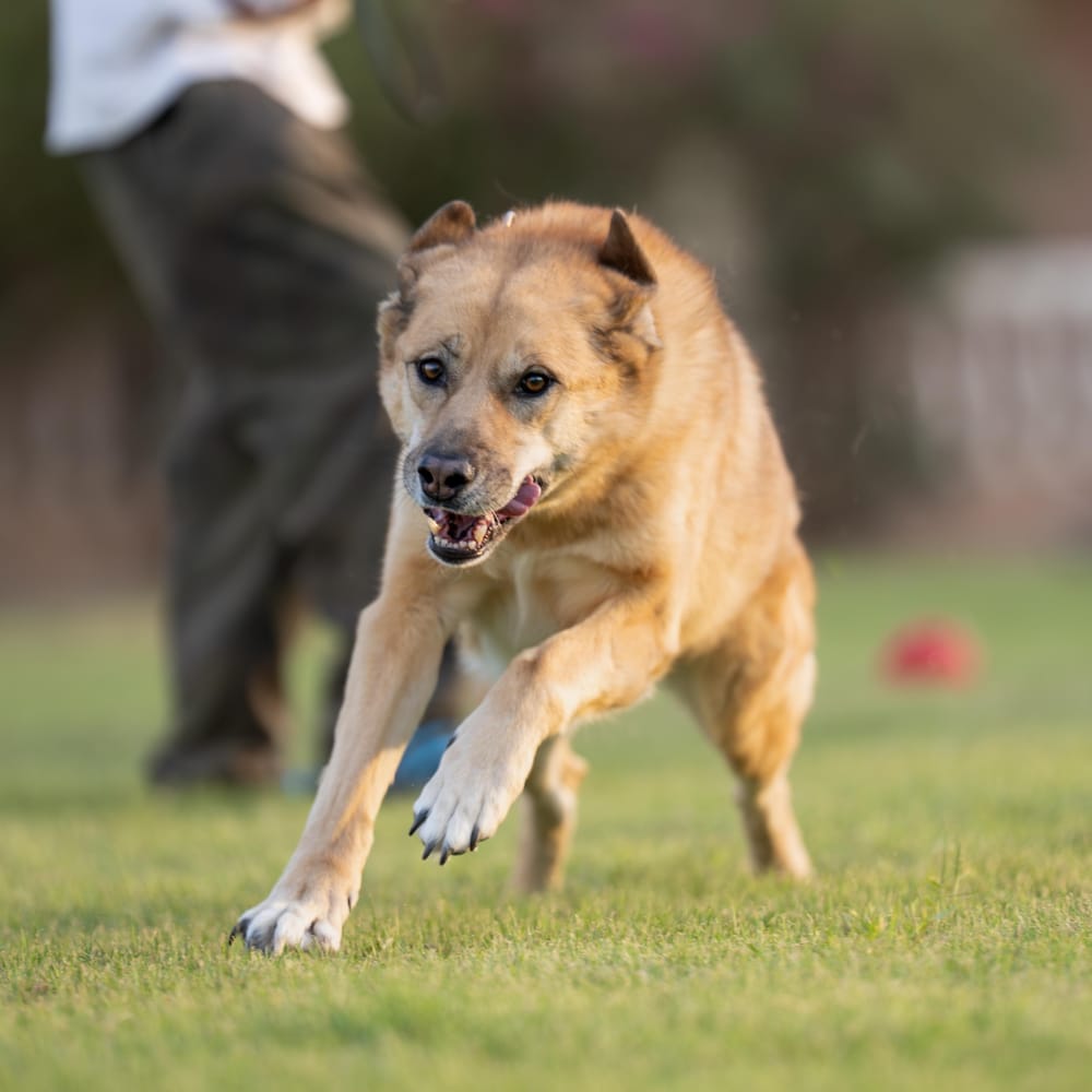 Kyle – Canaan Dog, available for adoption through GWARP