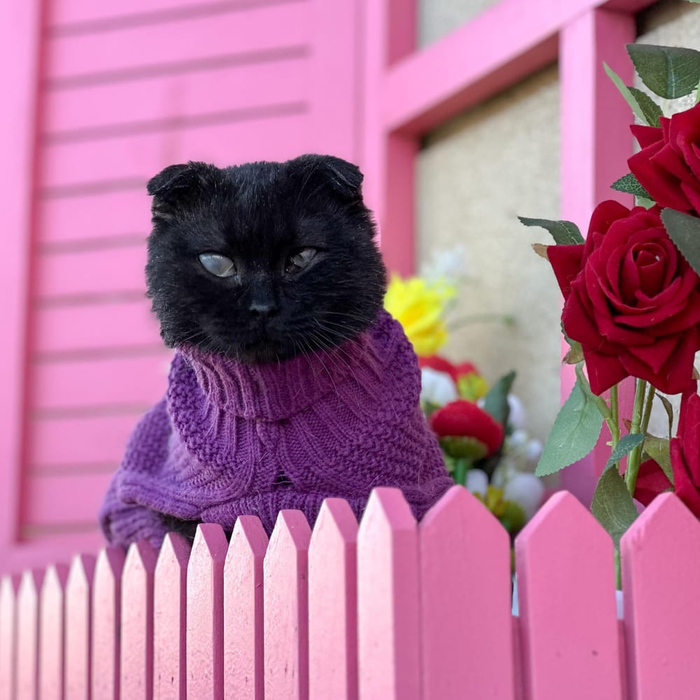 Lorik – Scottish Fold, available for adoption through GWARP