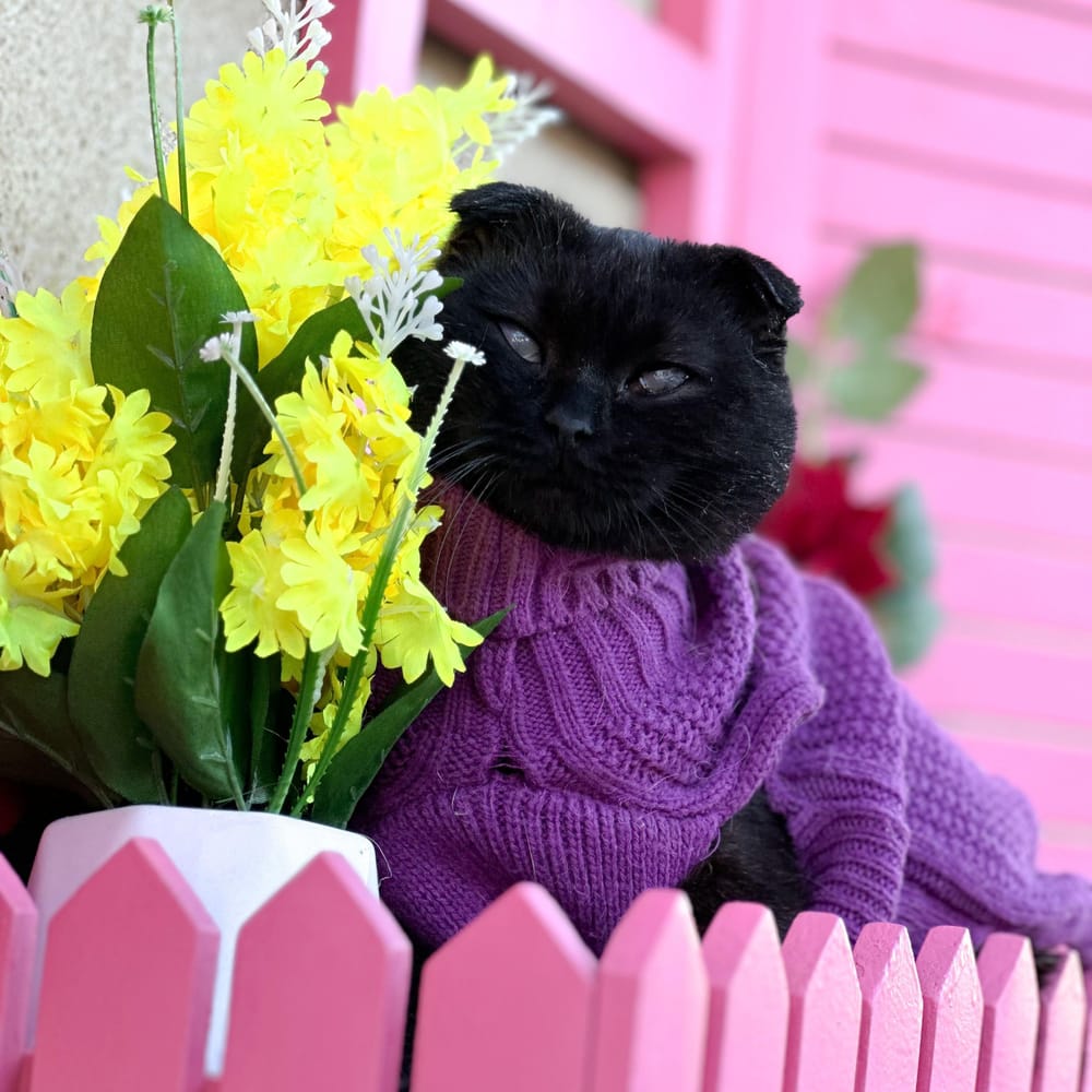 Lorik – Scottish Fold, available for adoption through GWARP