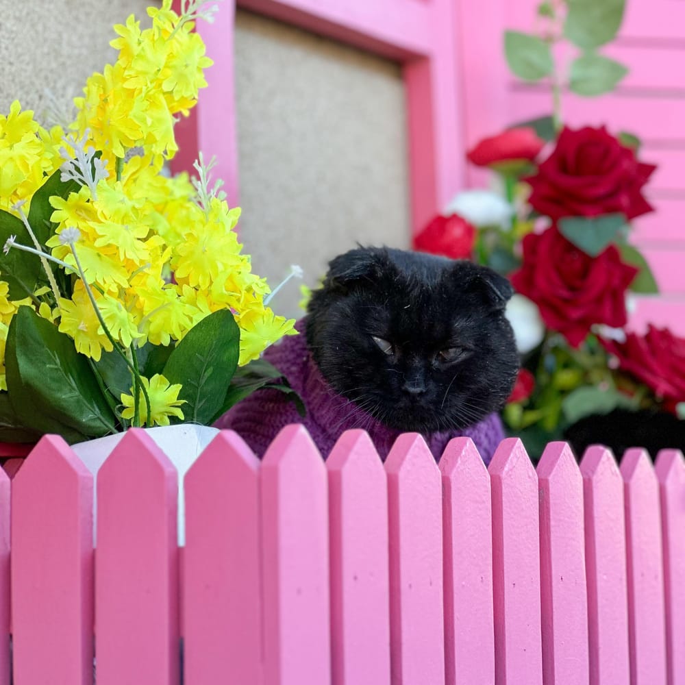 Lorik – Scottish Fold, available for adoption through GWARP