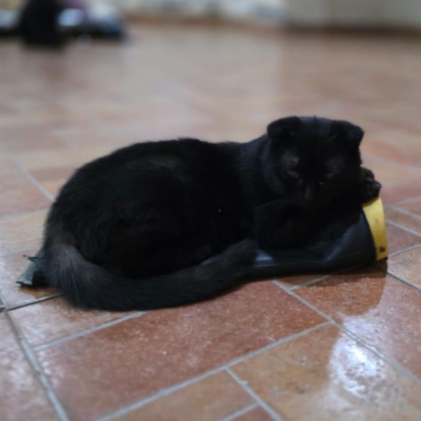 Lorik – Scottish Fold, available for adoption through GWARP