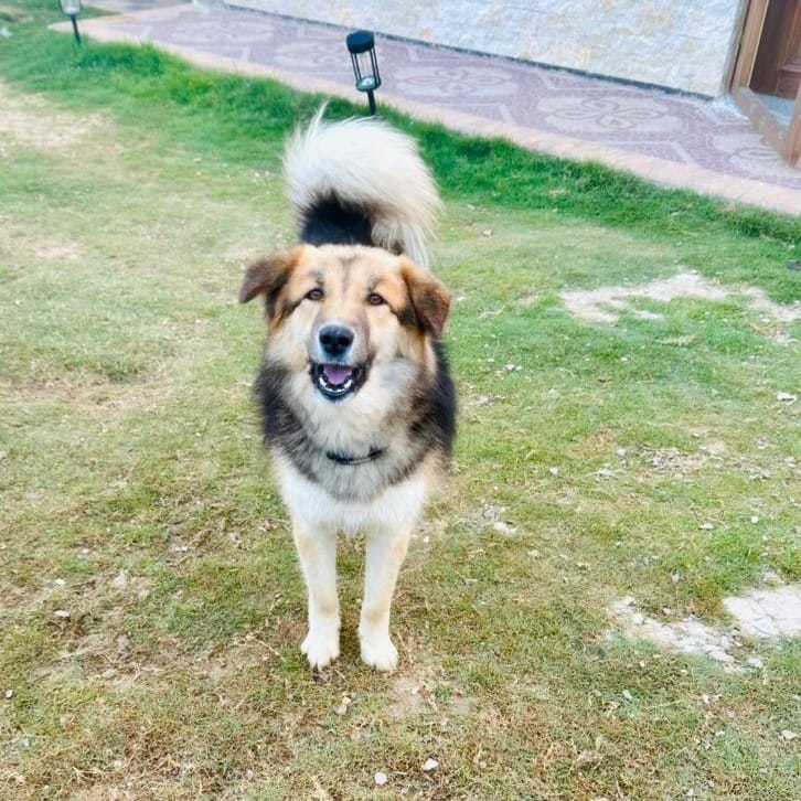 Loulou – Husky, available for adoption through GWARP