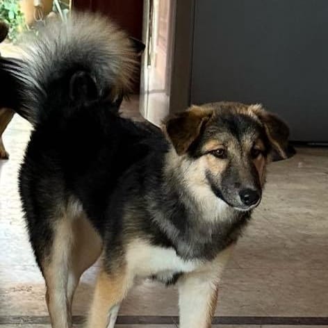 Loulou – Husky, available for adoption through GWARP