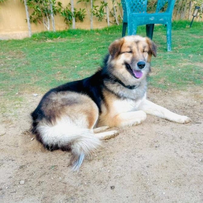 Loulou – Husky, available for adoption through GWARP