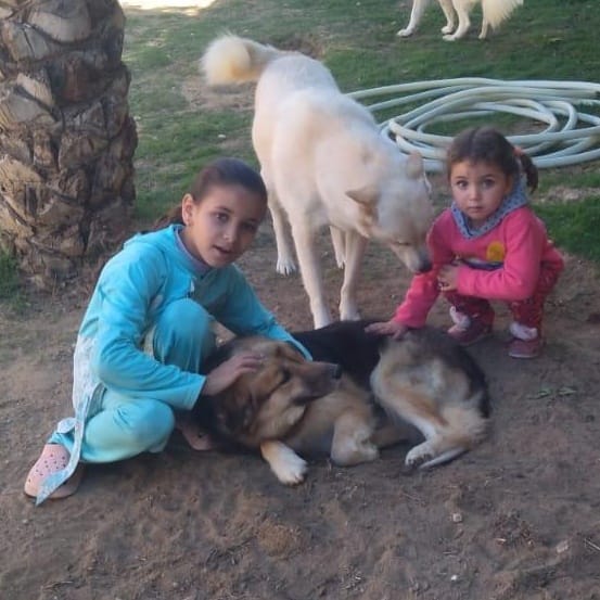 Loulou – Husky, available for adoption through GWARP