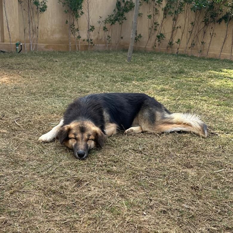 Loulou – Husky, available for adoption through GWARP