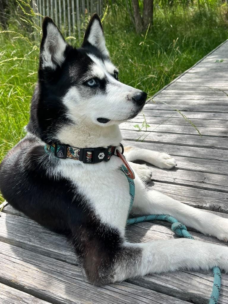 Lucy – Husky, available for adoption through GWARP