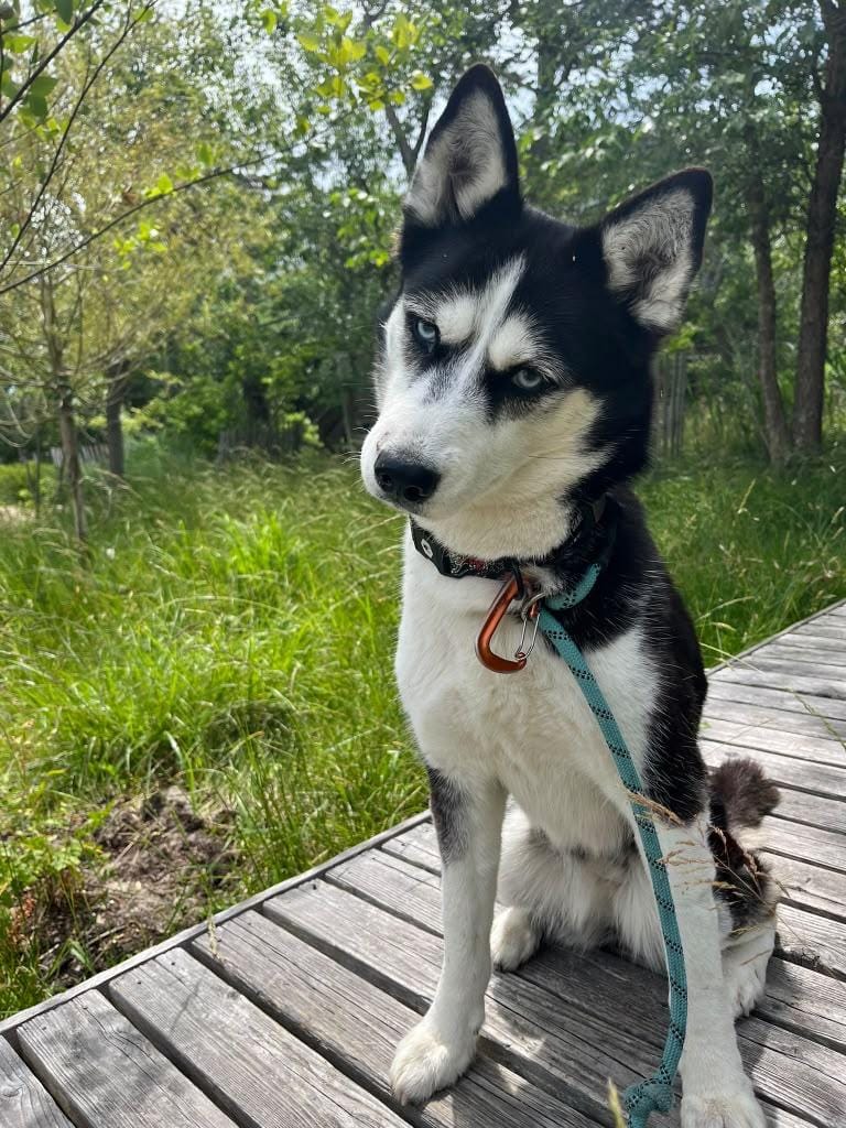 Lucy – Husky, available for adoption through GWARP