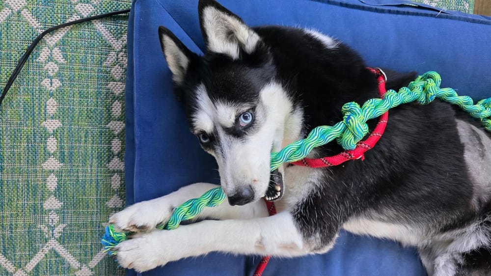 Lucy – Husky, available for adoption through GWARP