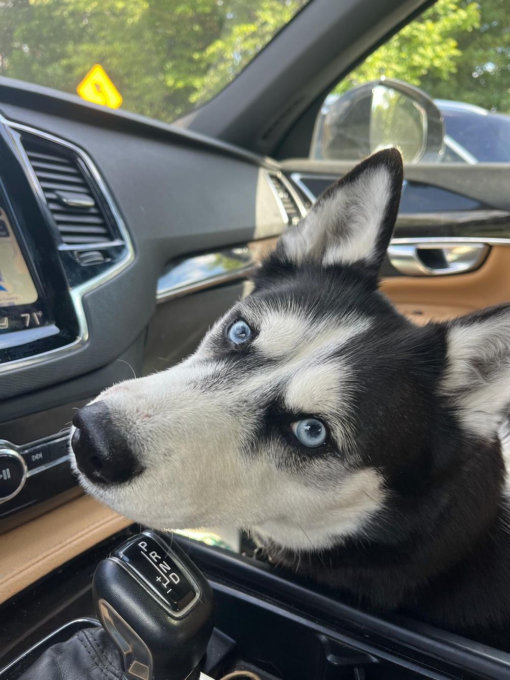 Lucy – Husky, available for adoption through GWARP