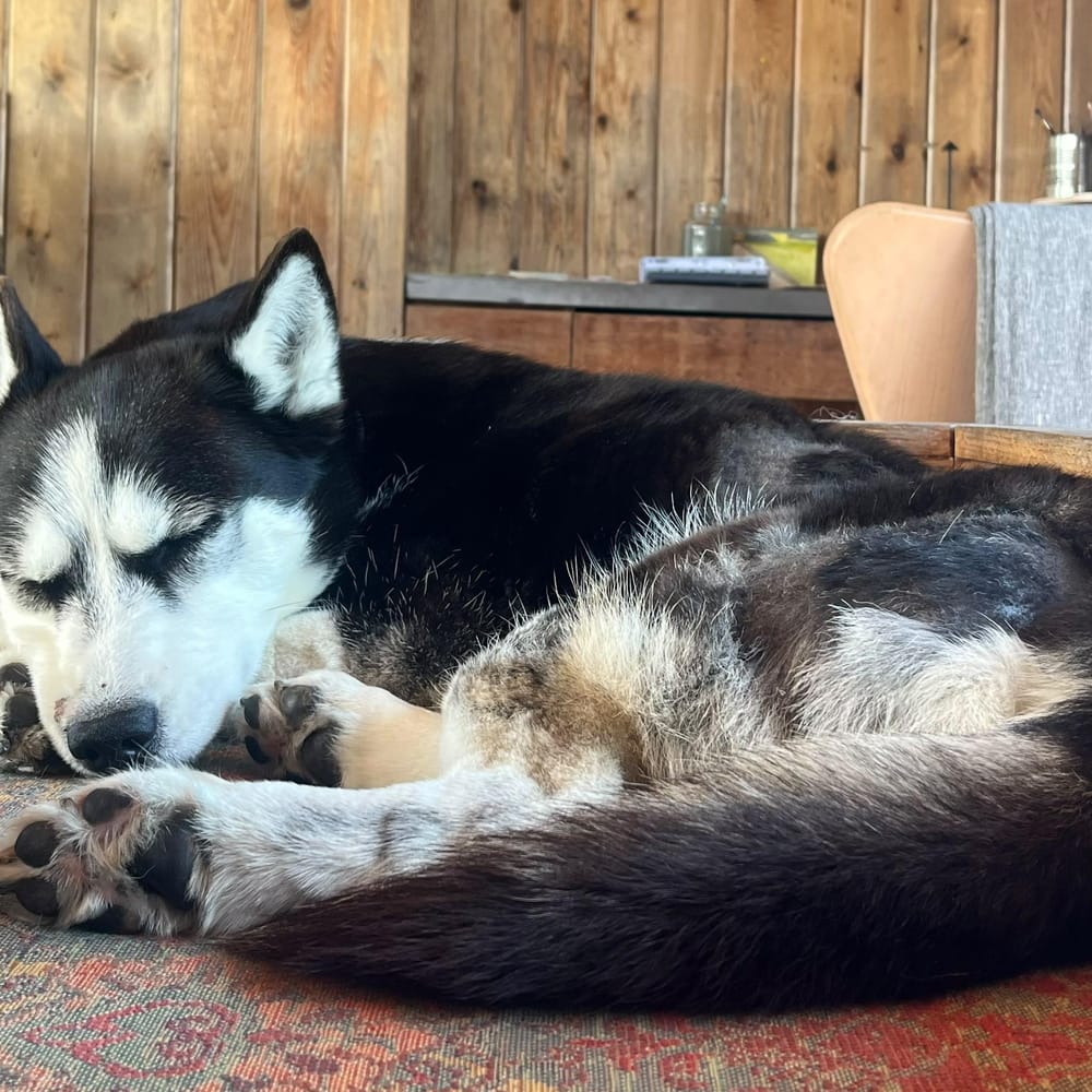 Lucy – Husky, available for adoption through GWARP