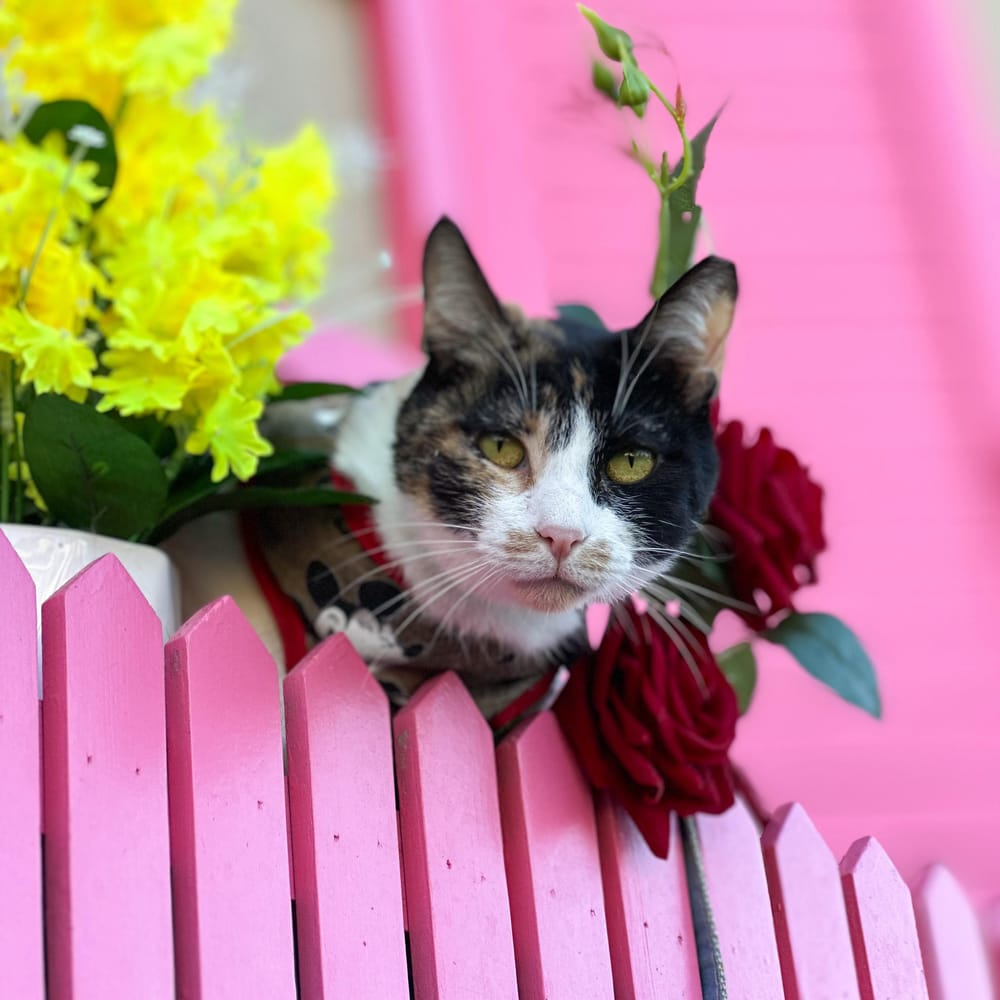 Lucy – Domestic Short Hair, available for adoption through GWARP