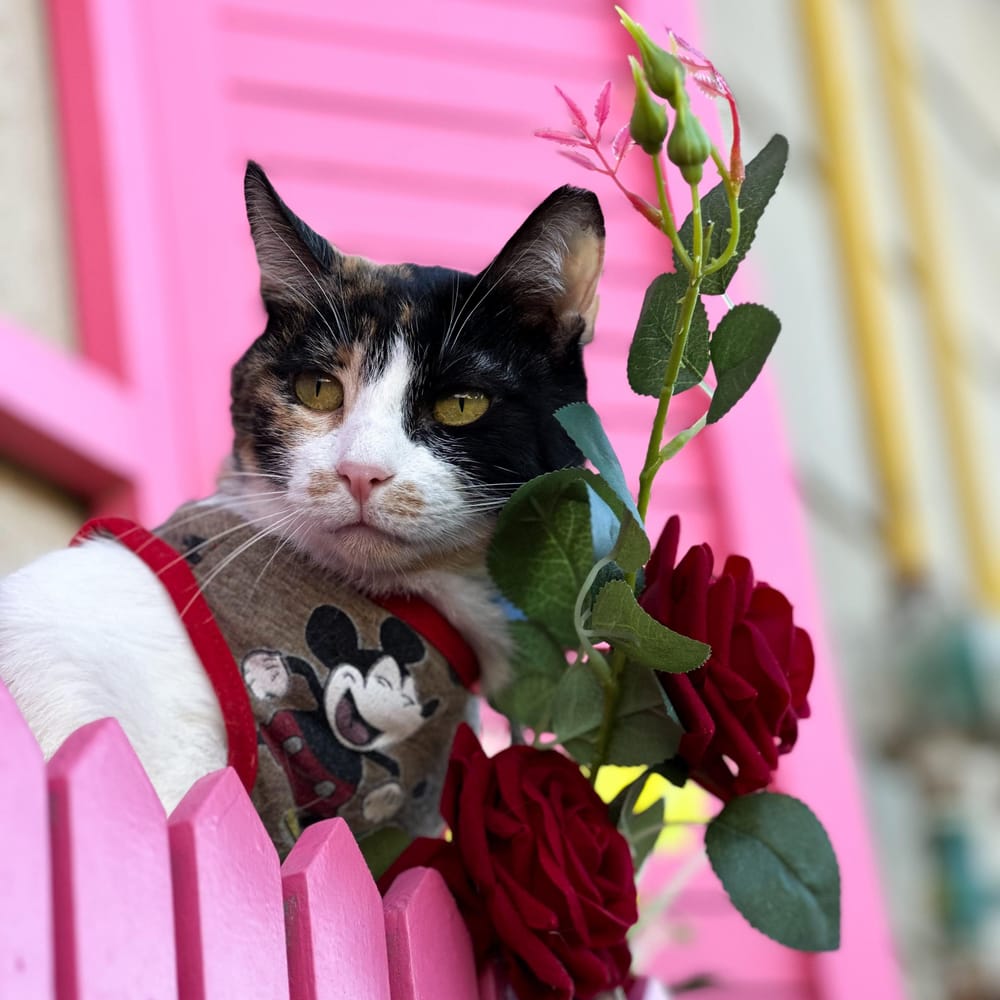 Lucy – Domestic Short Hair, available for adoption through GWARP