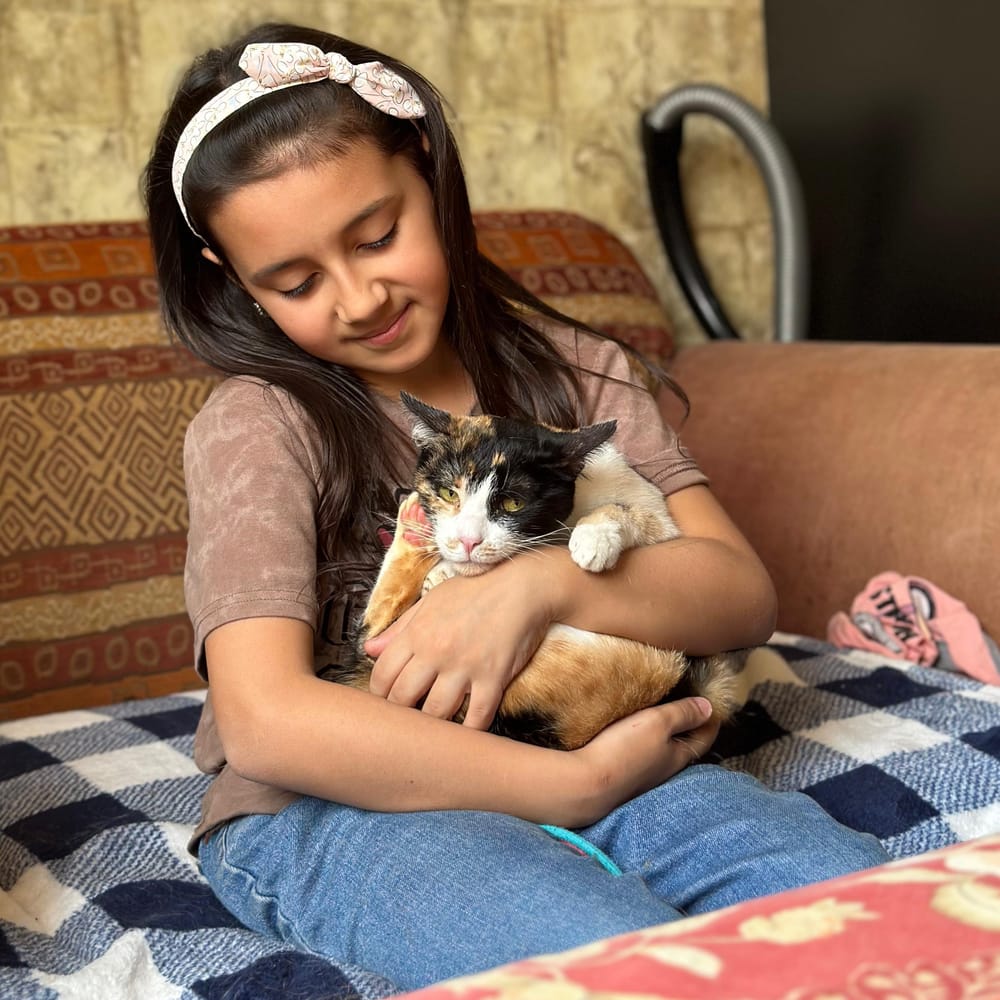 Lucy – Domestic Short Hair, available for adoption through GWARP