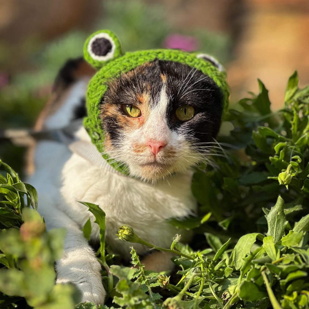 Lucy – Domestic Short Hair, available for adoption through GWARP