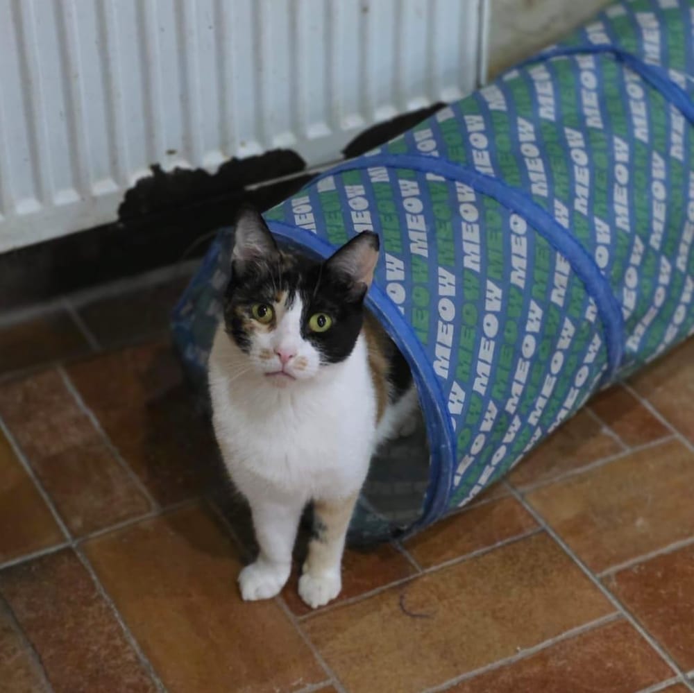 Lucy – Domestic Short Hair, available for adoption through GWARP