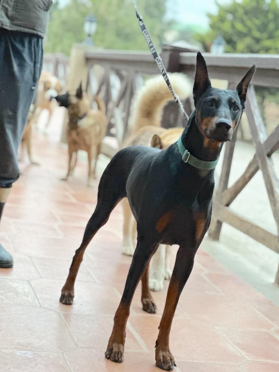 Mamba – Doberman Pinscher, available for adoption through GWARP