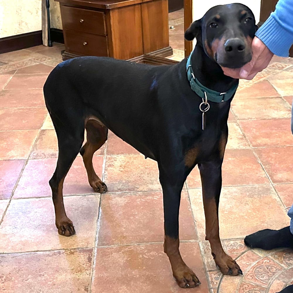 Mamba – Doberman Pinscher, available for adoption through GWARP
