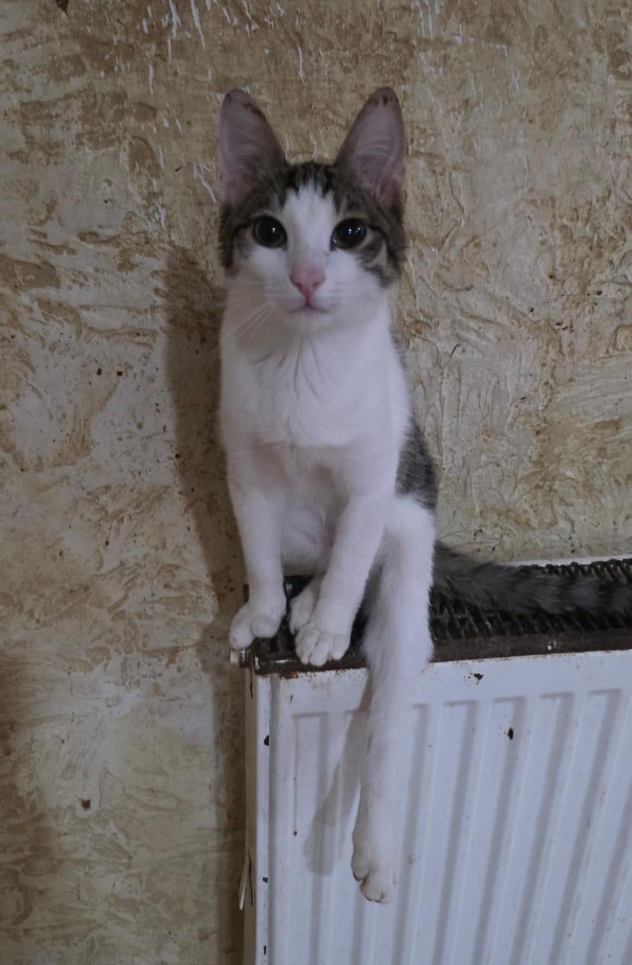 Marty – American Shorthair, available for adoption through GWARP