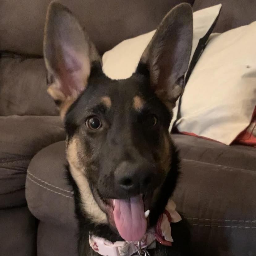 Mavis – German Shepherd Dog, available for adoption through GWARP