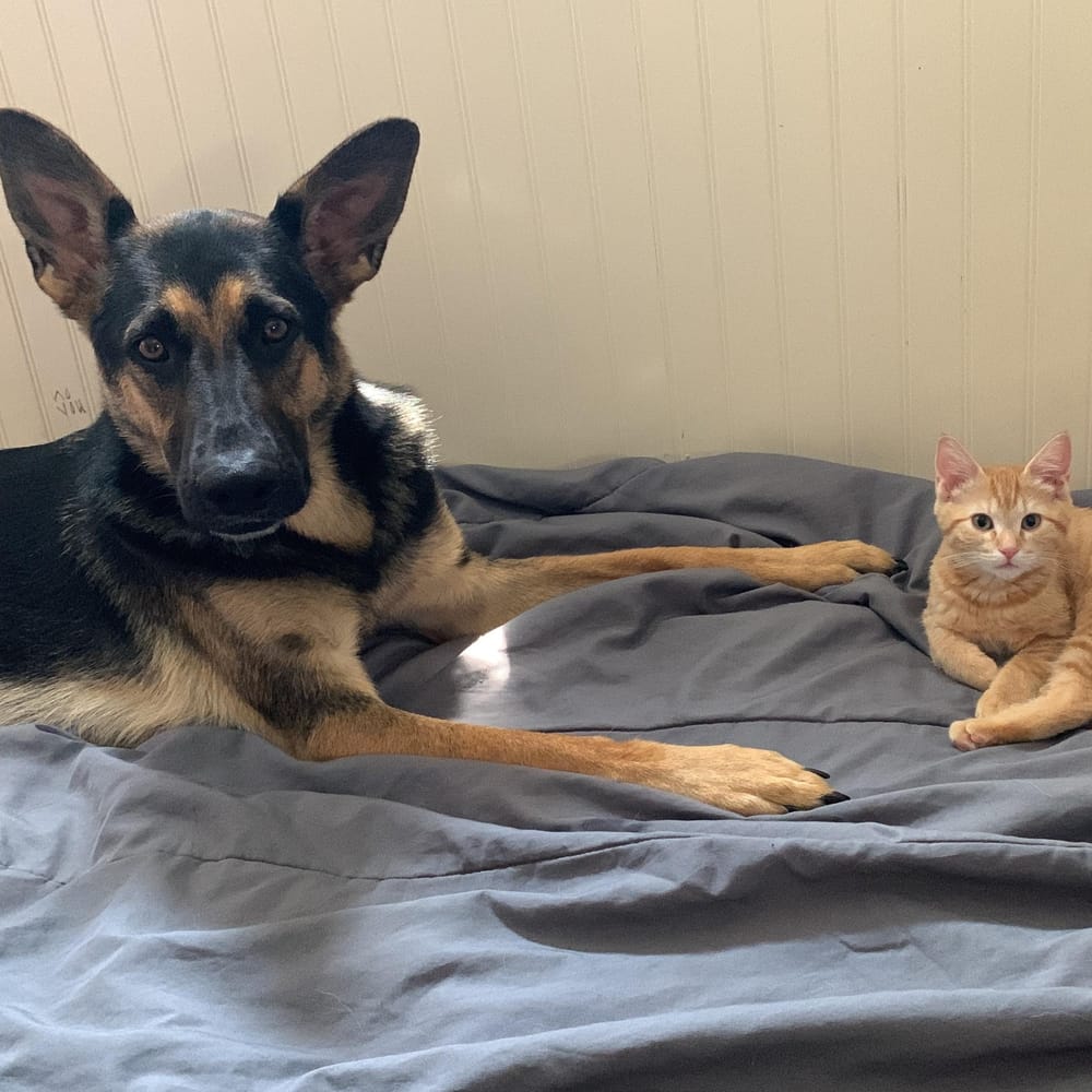 Mavis – German Shepherd Dog, available for adoption through GWARP