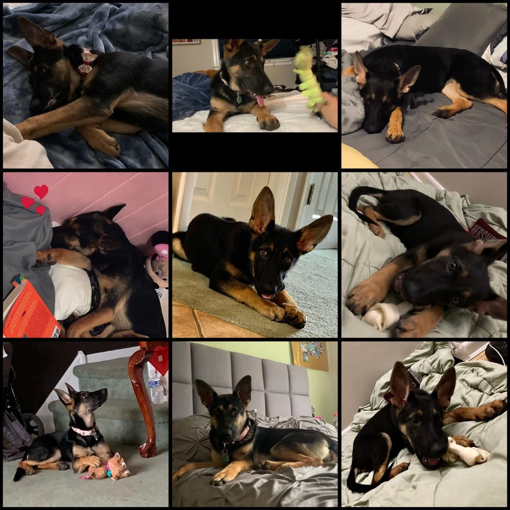 Mavis – German Shepherd Dog, available for adoption through GWARP