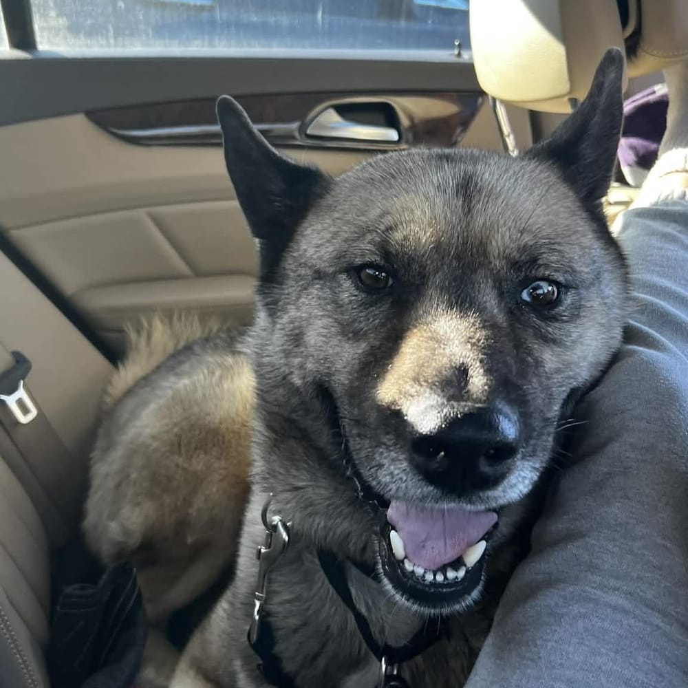 Max – Akita & Siberian Husky Mix, available for adoption through GWARP