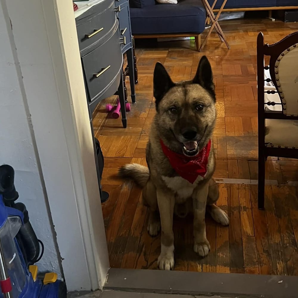 Max – Akita & Siberian Husky Mix, available for adoption through GWARP