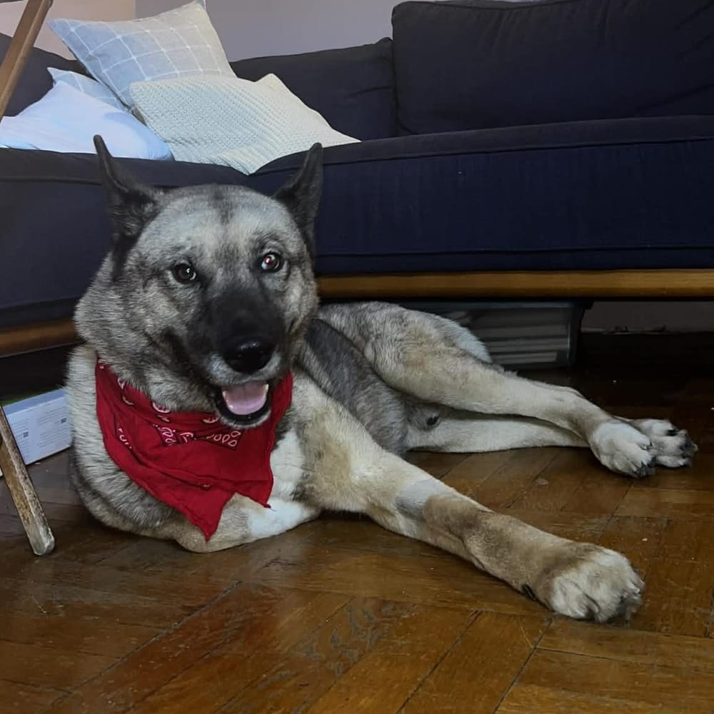 Max – Akita & Siberian Husky Mix, available for adoption through GWARP