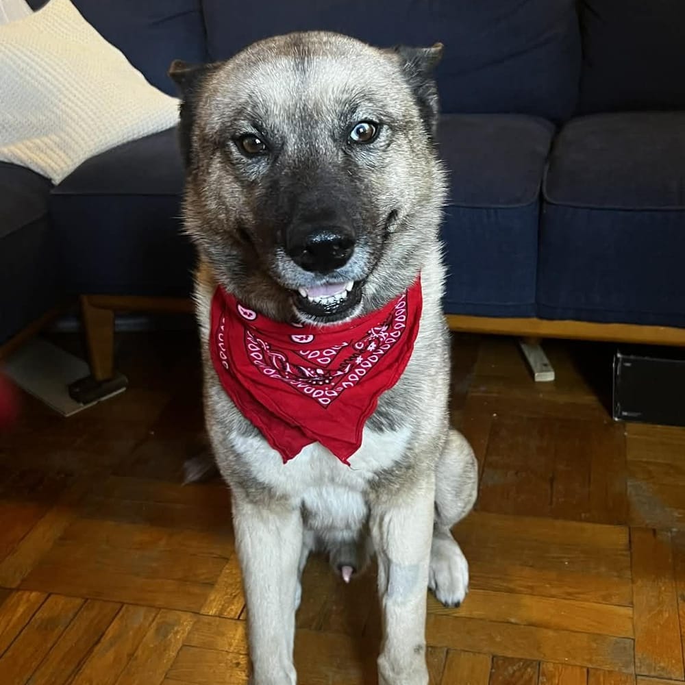 Max – Akita & Siberian Husky Mix, available for adoption through GWARP