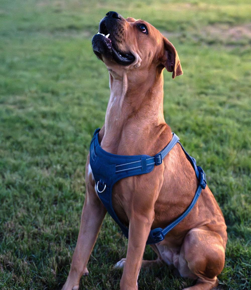 Melody – Boxer, available for adoption through GWARP