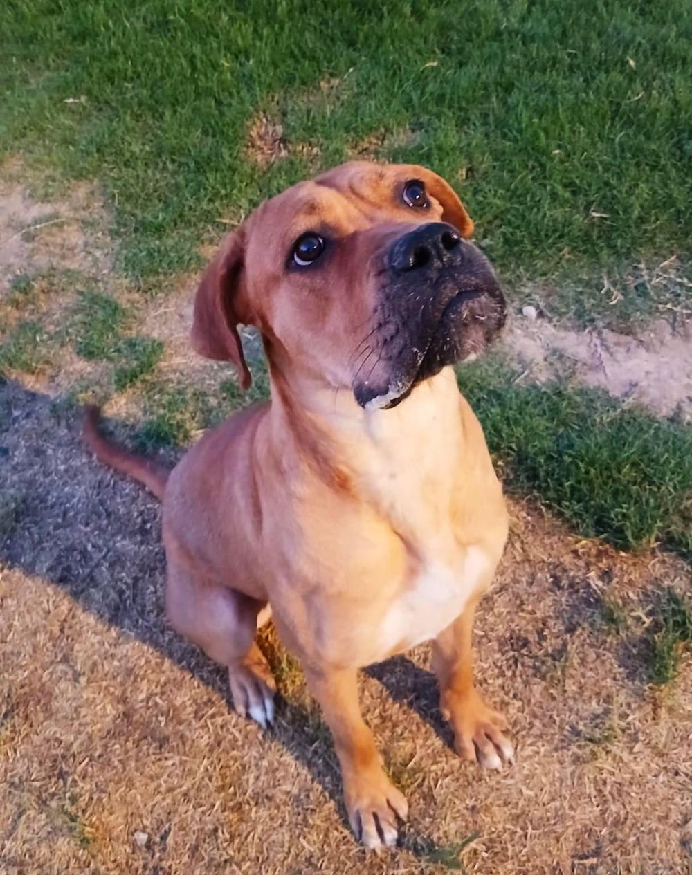 Melody – Boxer, available for adoption through GWARP