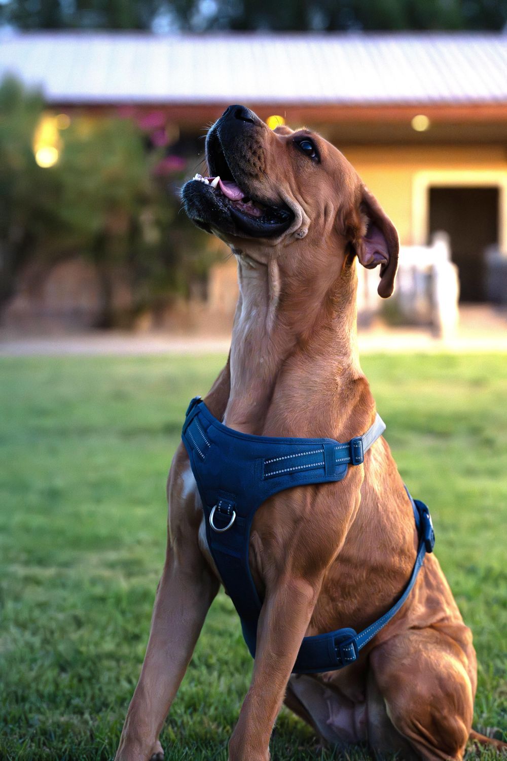 Melody – Boxer, available for adoption through GWARP