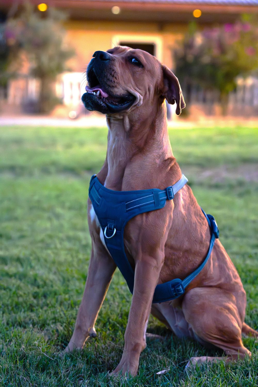 Melody – Boxer, available for adoption through GWARP