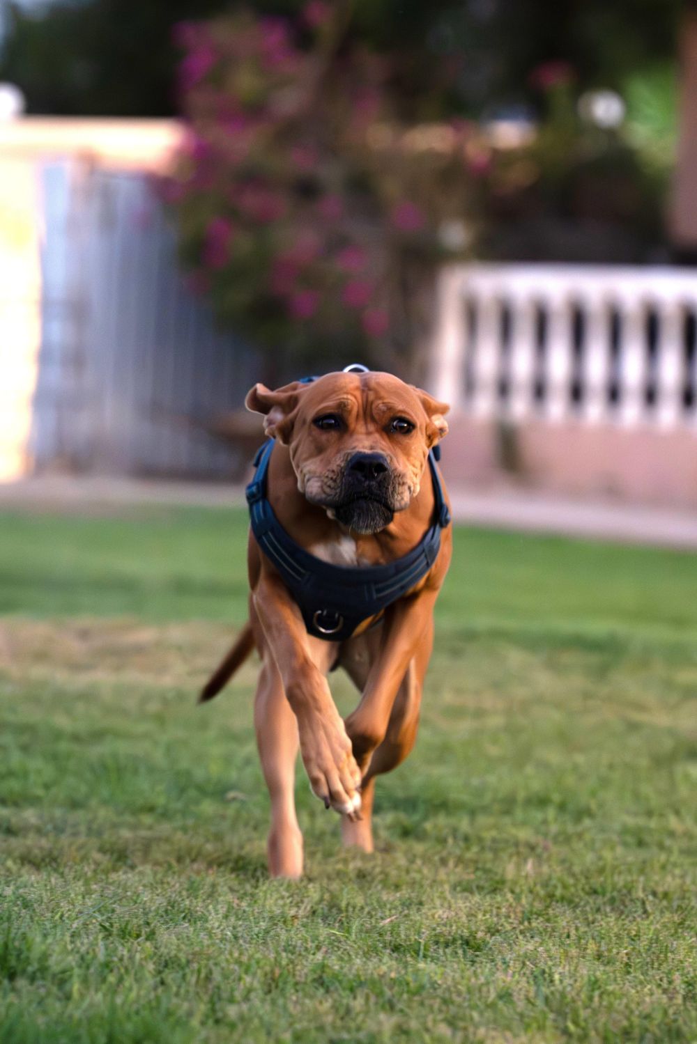 Melody – Boxer, available for adoption through GWARP