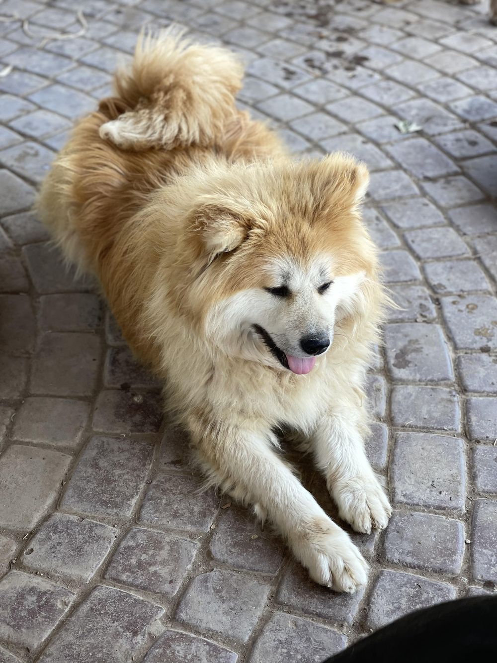 Mika – Japanese Akita, available for adoption through GWARP